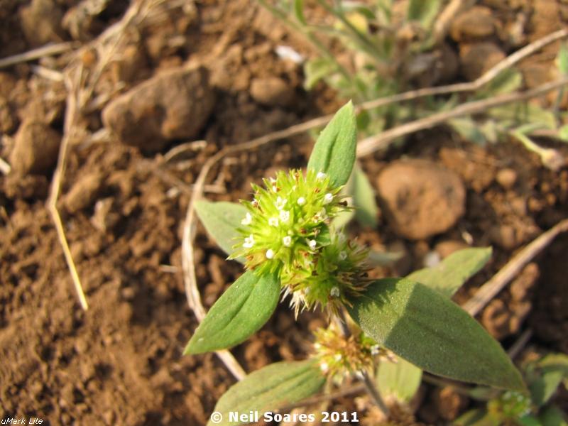 Mitracarpus hirtus eFlora of India